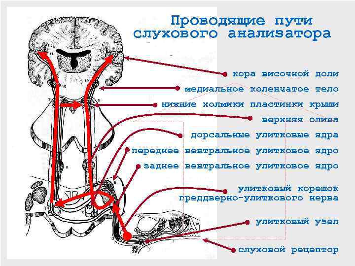  Проводящие пути слухового анализатора кора височной доли медиальное коленчатое тело нижние холмики пластинки