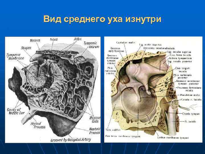 Ухо изнутри фото