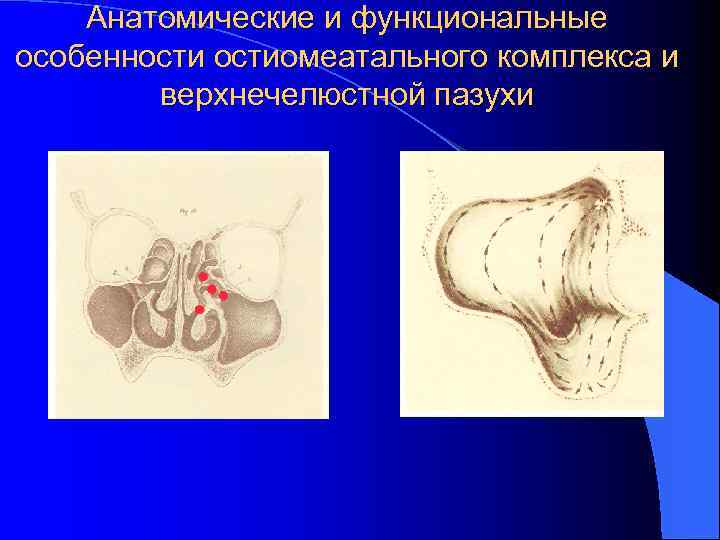 Анатомические и функциональные особенностиомеатального комплекса и верхнечелюстной пазухи 