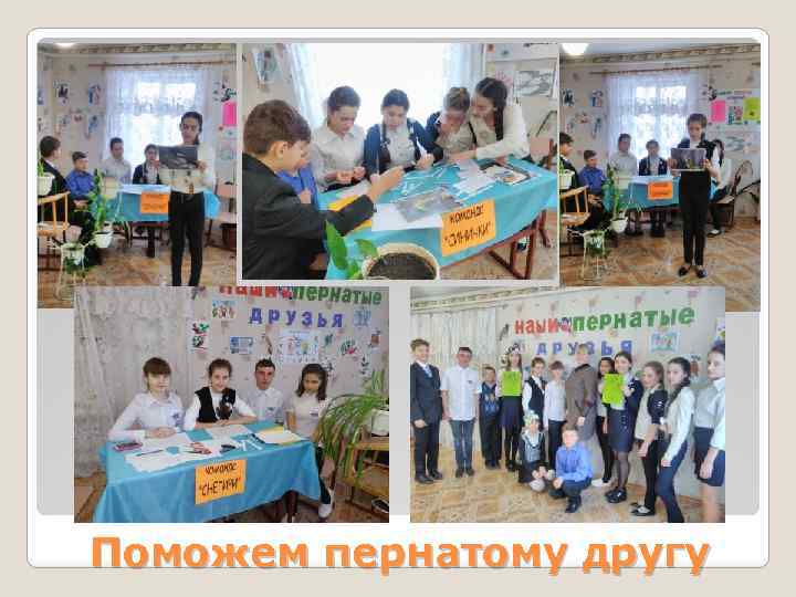 Поможем пернатому другу 