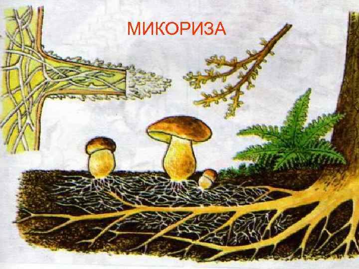 МИКОРИЗА 