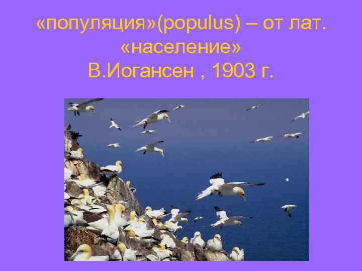  «популяция» (рорulus) – от лат. «население» В. Иогансен , 1903 г. 