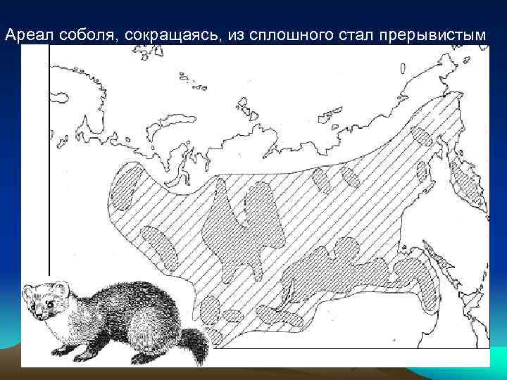 Ареал соболя, сокращаясь, из сплошного стал прерывистым 