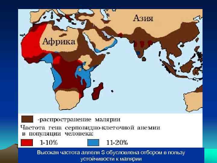 S Высокая частота аллеля S обусловлена отбором в пользу устойчивости к малярии 