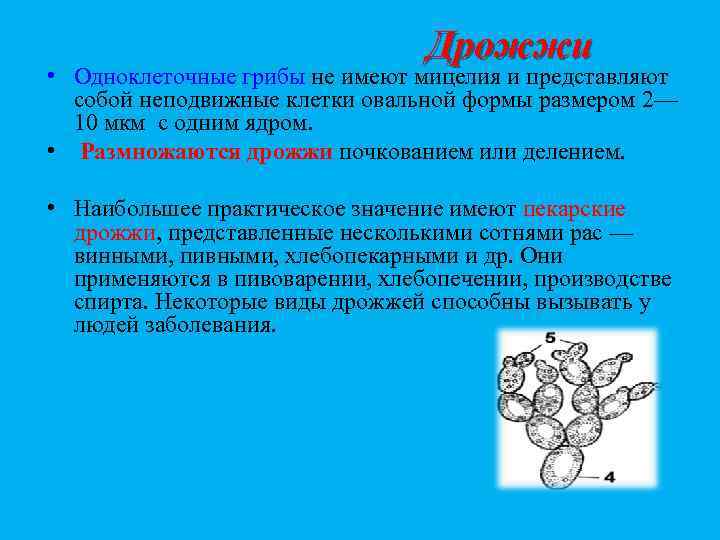 Дрожжи • Одноклеточные грибы не имеют мицелия и представляют собой неподвижные клетки овальной формы