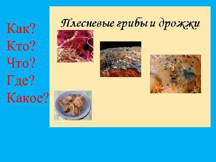 Как? Кто? Что? Где? Какое? 