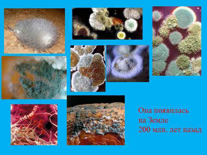 Она появилась на Земле 200 млн. лет назад 