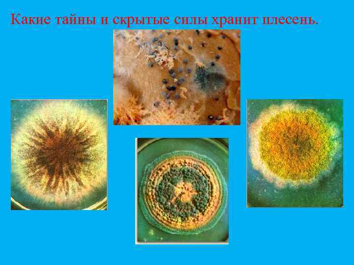 Какие тайны и скрытые силы хранит плесень. 