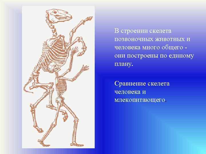 В строении скелета позвоночных животных и человека много общего они построены по единому плану.