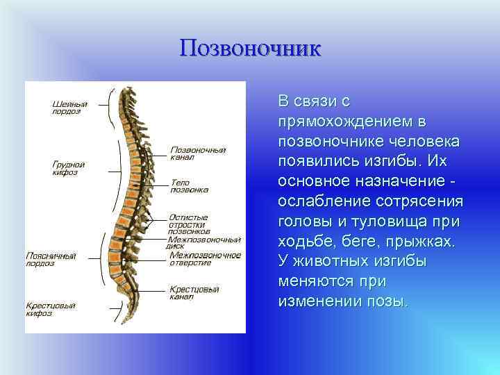Позвоночник В связи с прямохождением в позвоночнике человека появились изгибы. Их основное назначение ослабление