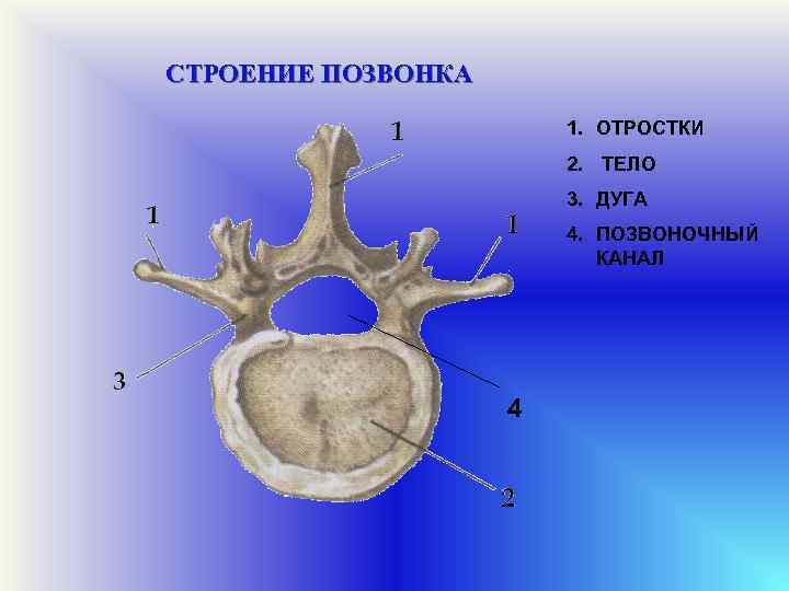 СТРОЕНИЕ ПОЗВОНКА 1. ОТРОСТКИ 2. ТЕЛО 3. ДУГА 4. ПОЗВОНОЧНЫЙ КАНАЛ 4 