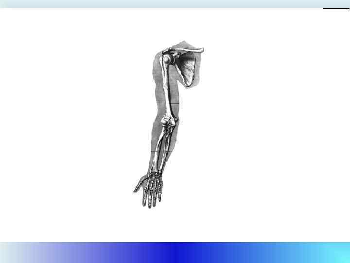 Большой палец руки противопоставлен другим. 