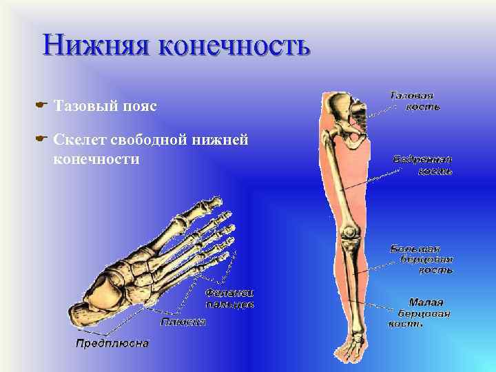 Нижняя конечность E Тазовый пояс E Скелет свободной нижней конечности 