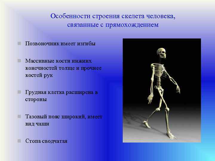 Особенности строения скелета человека, связанные с прямохождением n Позвоночник имеет изгибы n Массивные кости