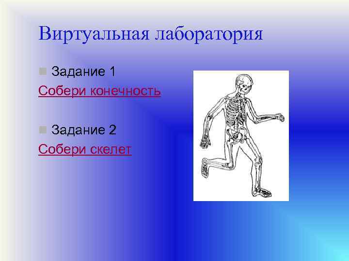 Виртуальная лаборатория n Задание 1 Собери конечность n Задание 2 Собери скелет 