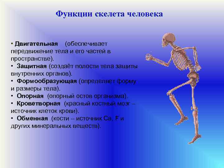 Механической функции скелета человека. Функции скелета. Функции скелета человека. Опорно двигательный аппарат скелет. Опорная функция скелета человека.