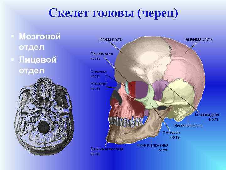 Скелет головы (череп) § Мозговой отдел § Лицевой отдел 