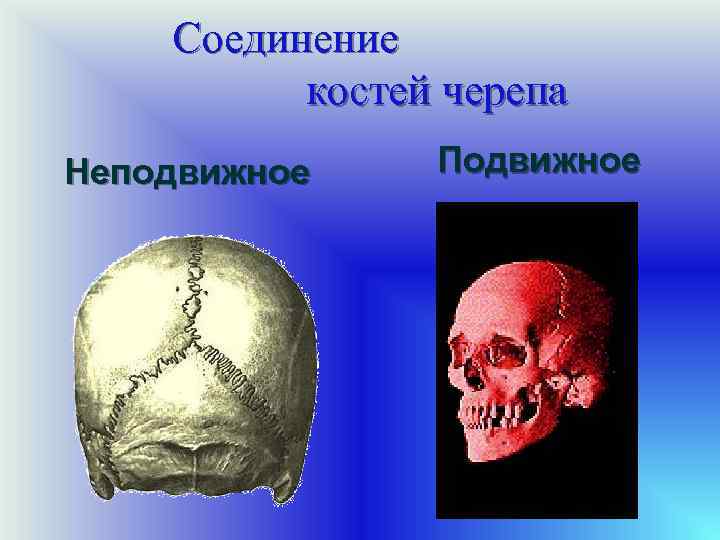 Соединение костей черепа Неподвижное Подвижное 