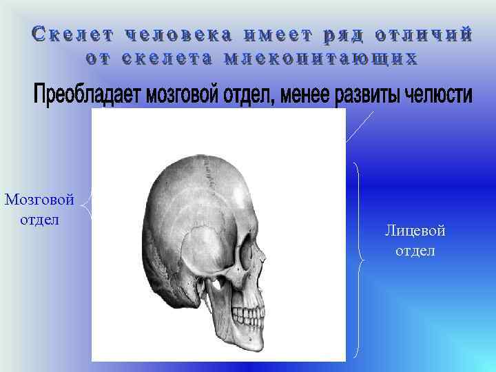 Мозговой отдел Лицевой отдел 