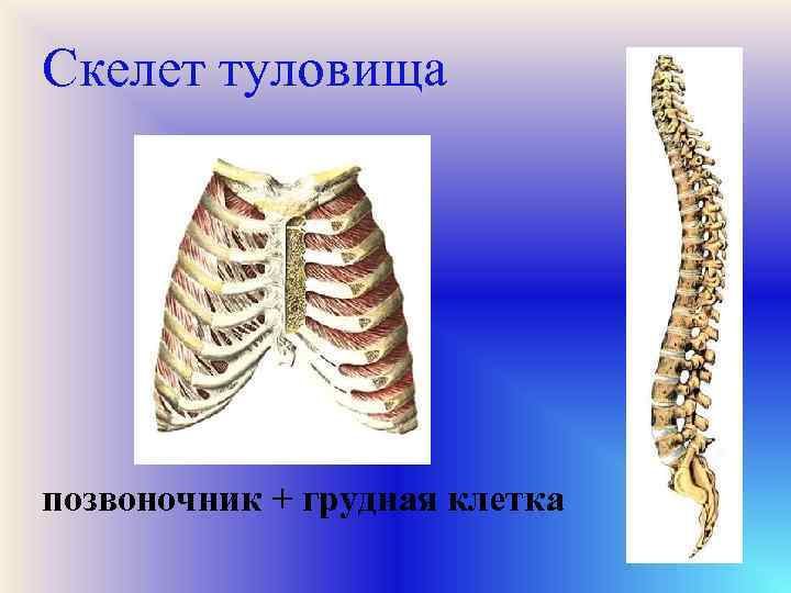 Скелет туловища позвоночник + грудная клетка 