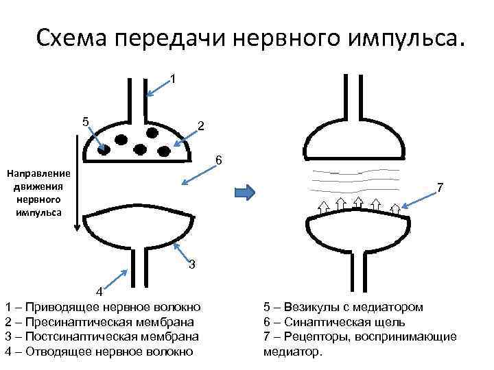 Схема передачи нервного импульса. 1 5 2 6 Направление движения нервного импульса 7 3