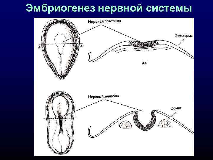 Эмбриогенез нервной системы 