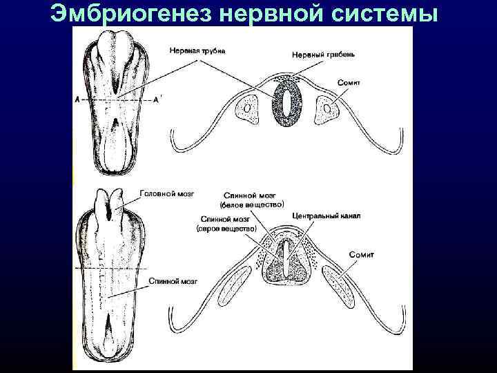 Эмбриогенез нервной системы 