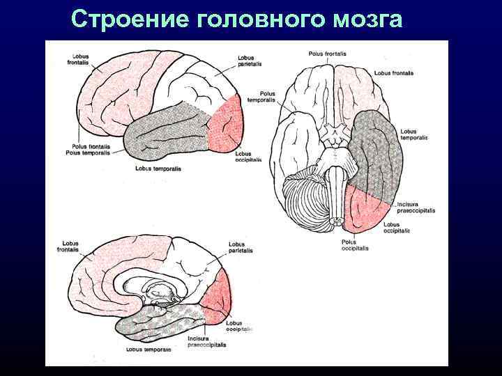 Строение головного мозга 