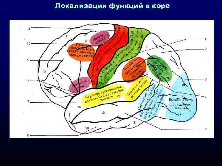 Локализация функций в коре 