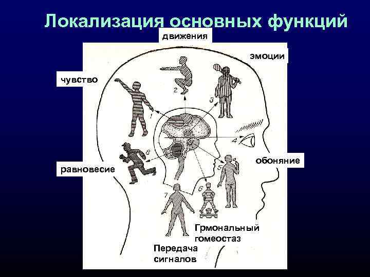 Локализация основных функций движения эмоции чувство равновесие обоняние Грмональный гомеостаз Передача сигналов 