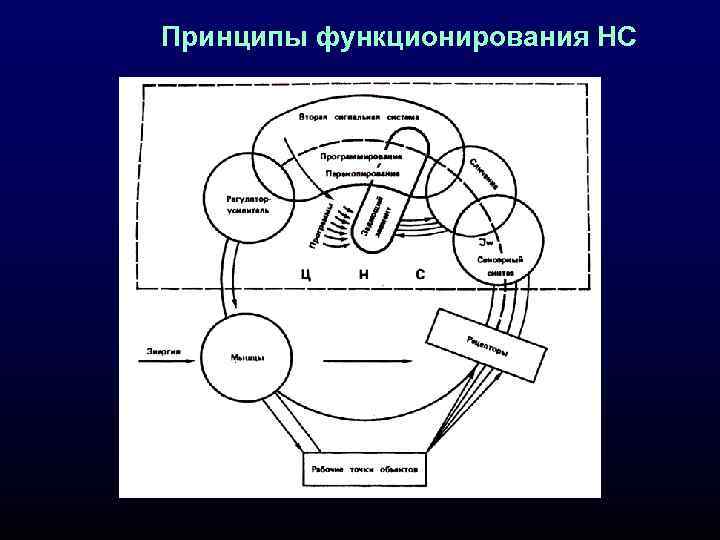 Принципы функционирования НС 