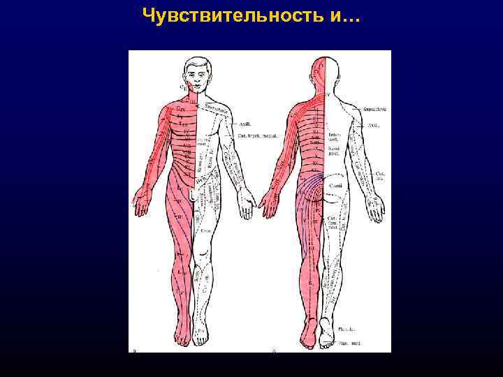 Чувствительность и… 