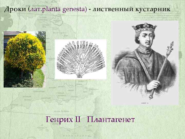 Дроки (лат. planta genesta) - лиственный кустарник Генрих II Плантагенет 