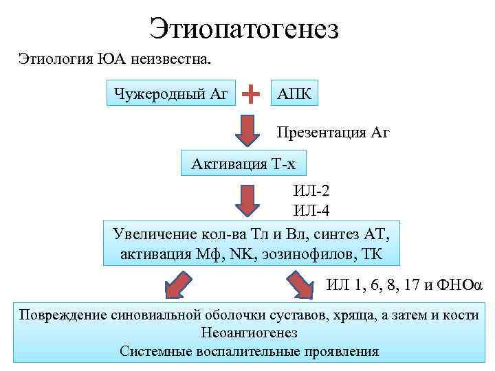 Этиопатогенез Этиология ЮА неизвестна. Чужеродный Аг + АПК Презентация Аг Активация Т-х ИЛ-2 ИЛ-4