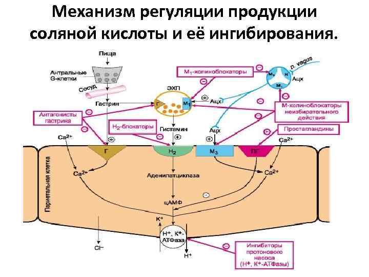 Физиологические механизмы регуляции передачи звука через среднее ухо