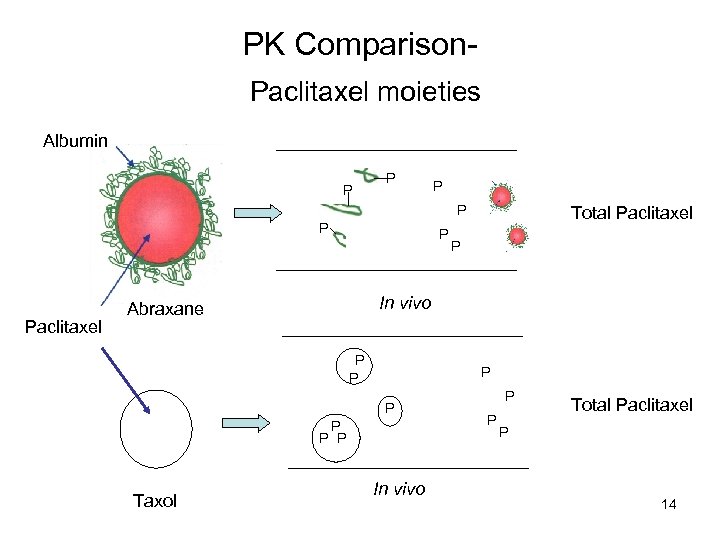 PK Comparison. Paclitaxel moieties Albumin P P Paclitaxel P P In vivo Abraxane P