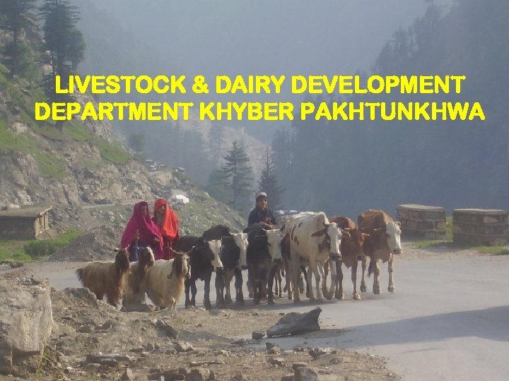 LIVESTOCK & DAIRY DEVELOPMENT DEPARTMENT KHYBER PAKHTUNKHWA 