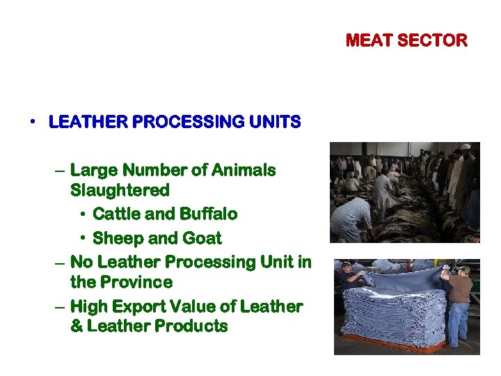 MEAT SECTOR • LEATHER PROCESSING UNITS – Large Number of Animals Slaughtered • Cattle