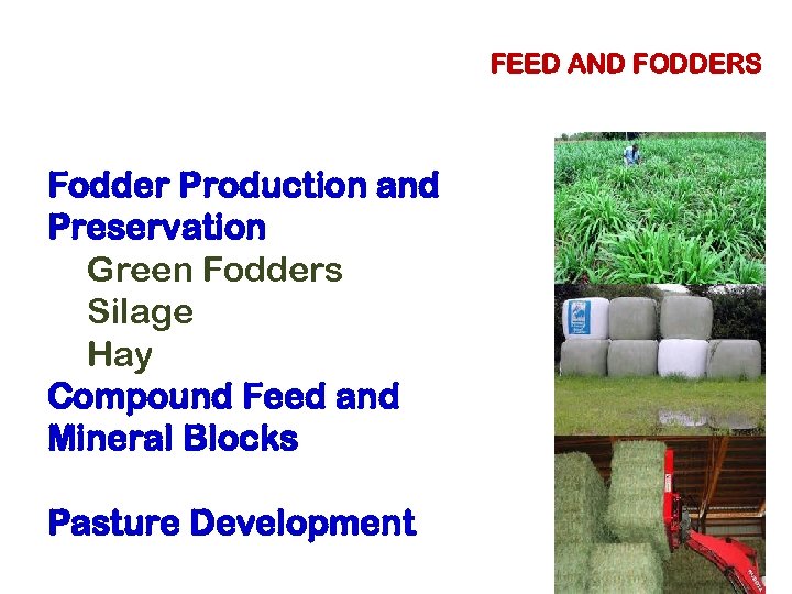 FEED AND FODDERS Fodder Production and Preservation Green Fodders Silage Hay Compound Feed and