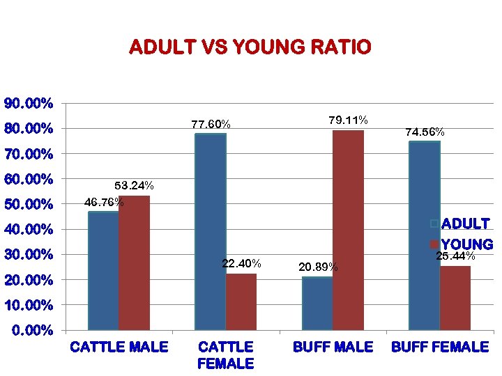 ADULT VS YOUNG RATIO 90. 00% 77. 60% 80. 00% 79. 11% 74. 56%