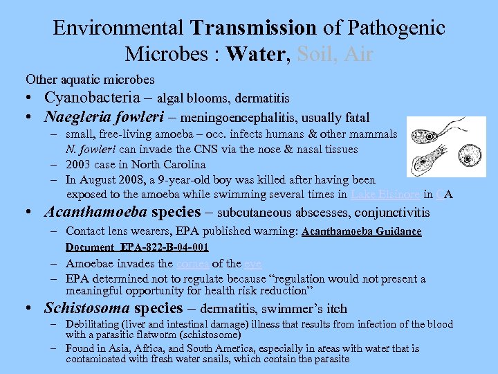 Environmental Transmission of Pathogenic Microbes : Water, Soil, Air Other aquatic microbes • Cyanobacteria