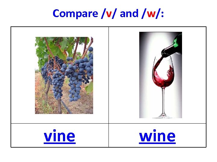 Compare /v/ and /w/: vine wine 