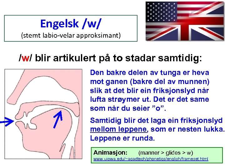 Engelsk /w/ (stemt labio-velar approksimant) /w/ blir artikulert på to stadar samtidig: Den bakre