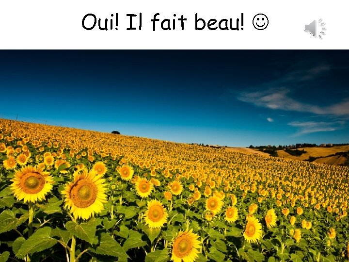 Oui! Il fait beau! 