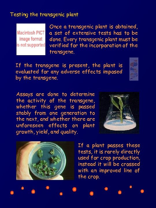 Testing the transgenic plant Once a transgenic plant is obtained, a set of extensive