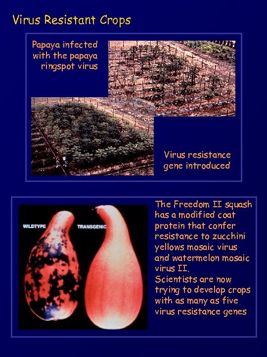 Virus Resistant Crops Papaya infected with the papaya ringspot virus Virus resistance gene introduced