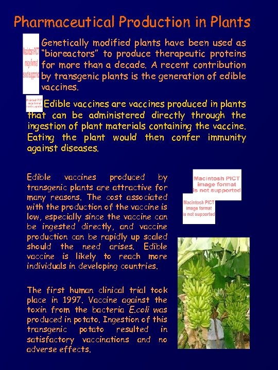 Pharmaceutical Production in Plants Genetically modified plants have been used as “bioreactors” to produce