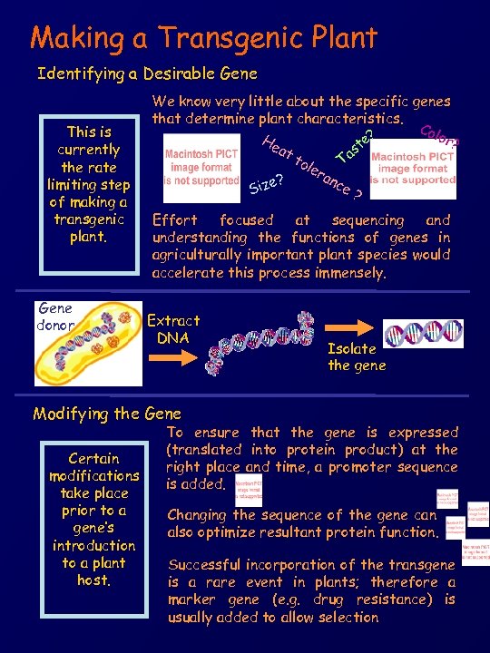 Making a Transgenic Plant Identifying a Desirable Gene This is currently the rate limiting