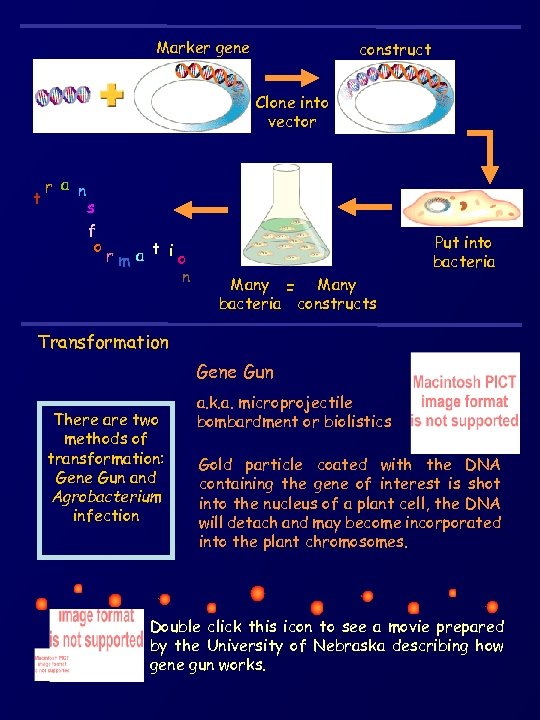 Marker gene construct Clone into vector r a n t s f o rma