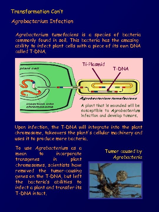 Transformation Con’t Agrobacterium Infection Agrobacterium tumefaciens is a species of bacteria commonly found in